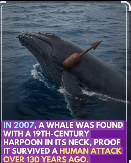 bowhead whale